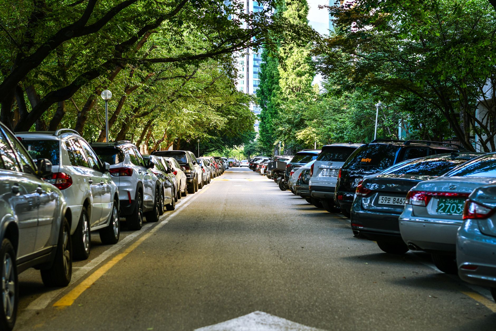 Tree-lined street with parked cars and towering buildings in the background.