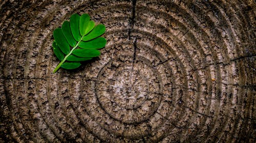 бесплатная Зеленый лист растения на коричневом деревянном пне Стоковое фото