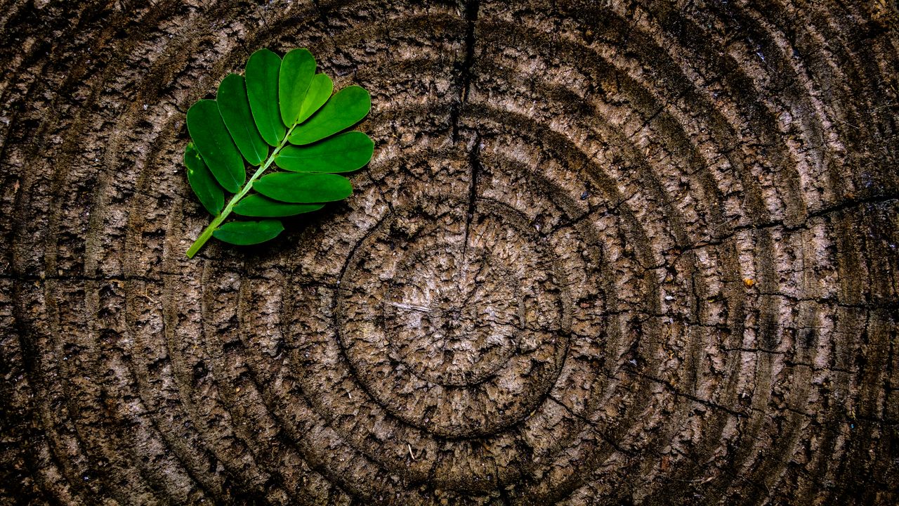 close up of a green leaf on tree rings texture showcasing patterns and