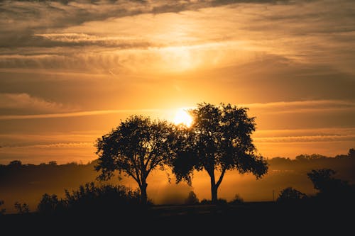 Silhouette of Trees during Sunset