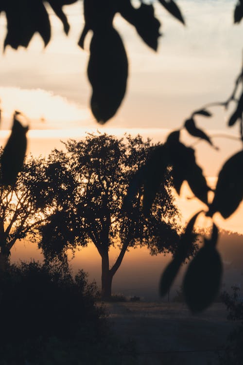 Silhouette of Trees during Sunset