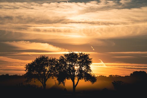Free Silhouette of Trees during Sunset Stock Photo