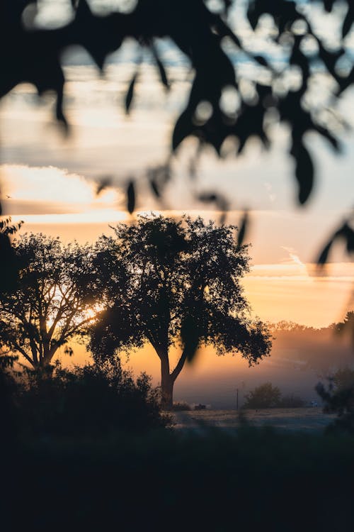 Photos gratuites de arbres, aube, coucher de soleil