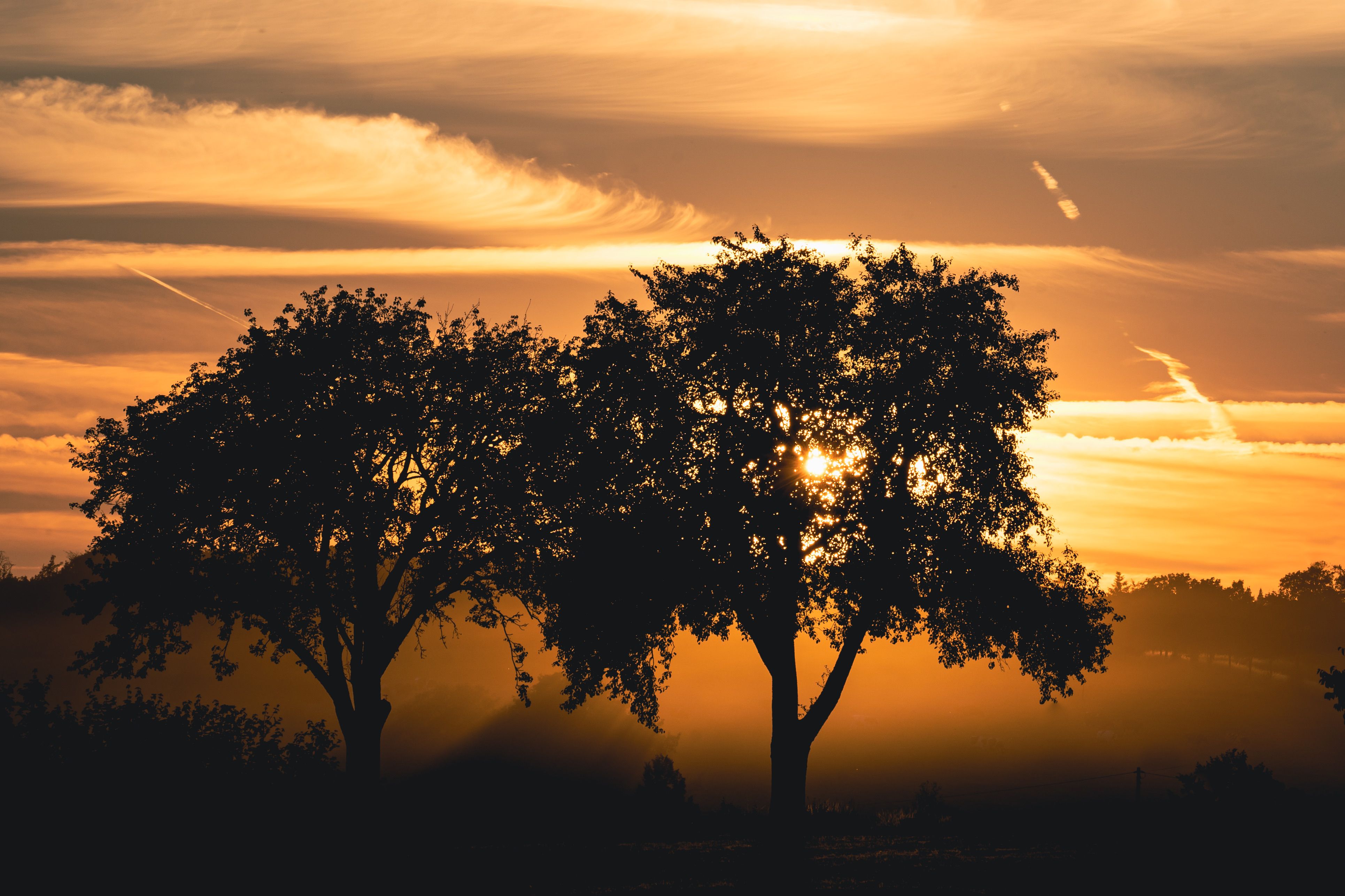 Silhouette of Trees During Sunset · Free Stock Photo