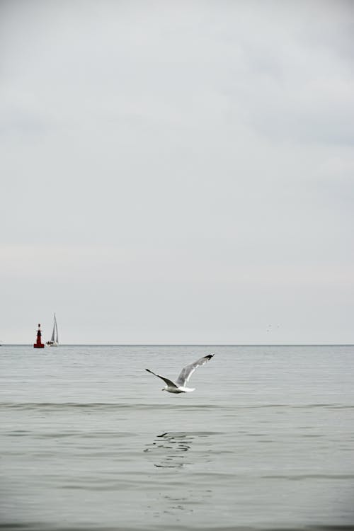 Bezpłatne Darmowe zdjęcie z galerii z latanie, mewa, morze Zdjęcie z galerii
