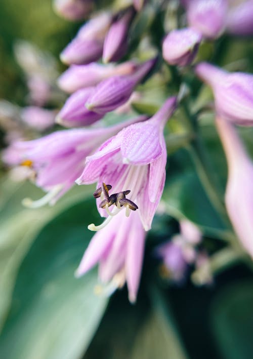 Darmowe zdjęcie z galerii z fioletowe kwiaty, flora, głębia pola