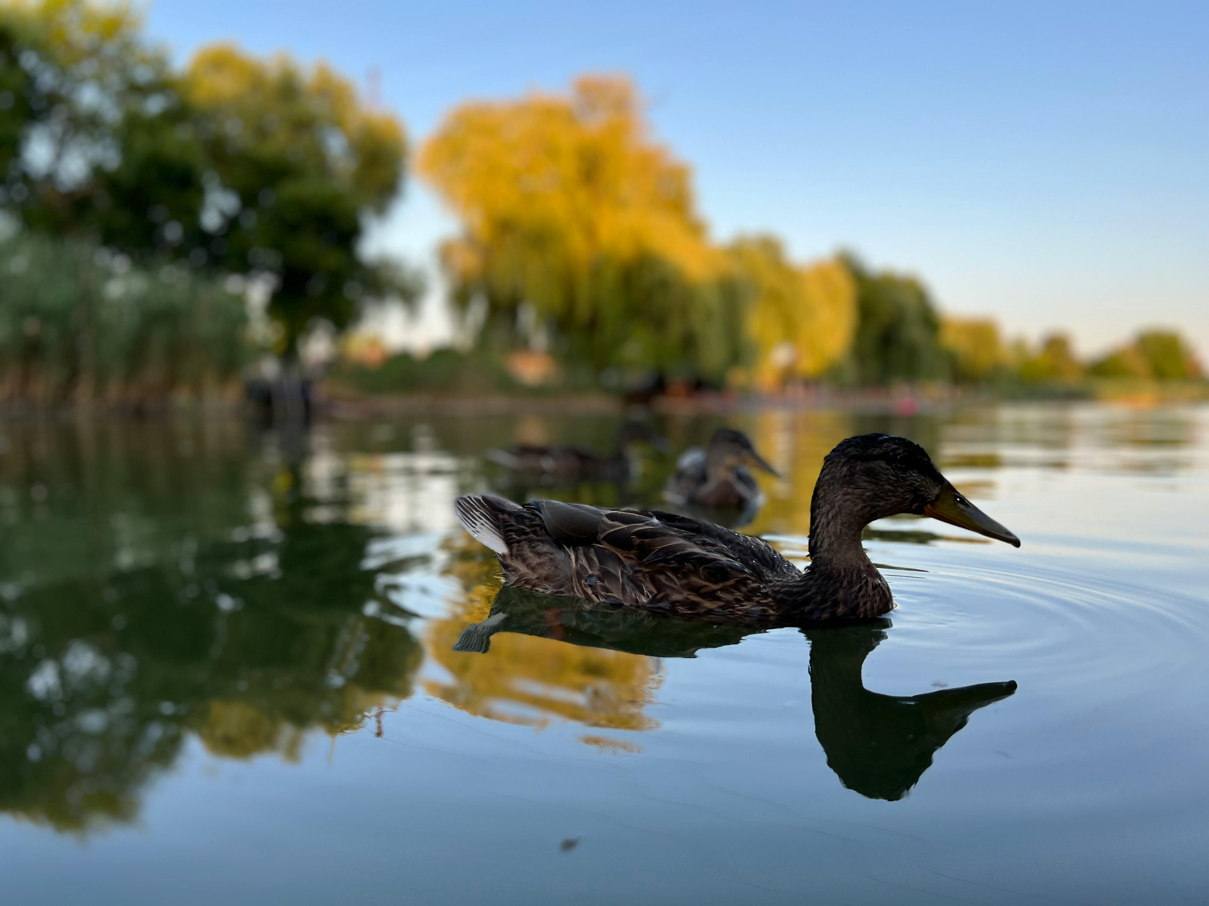 A peaceful mallard duck glides on calm water in Vojvodina, Serbia at sunset.