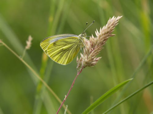 бесплатная Бесплатное стоковое фото с бабочка, белый с зелеными прожилками, крупный план Стоковое фото