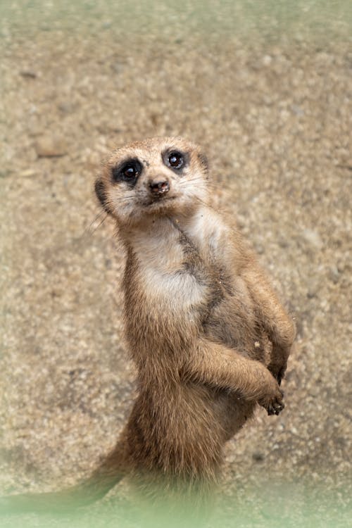 Free Cute Meerkat Stock Photo