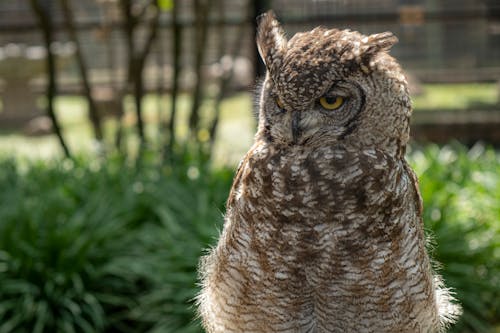 Free Zoo Owl Stock Photo