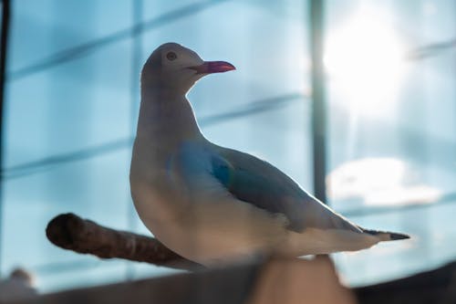 Free Seagull in Sun Stock Photo