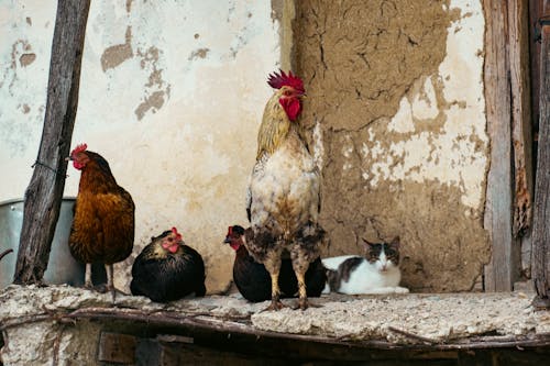Ingyenes stockfotó állatállomány, baromfi, csirkék témában