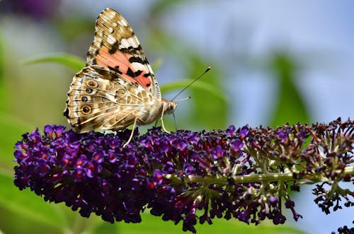 Free Brown and Black Butterfly Perched on Purple Flower Stock Photo