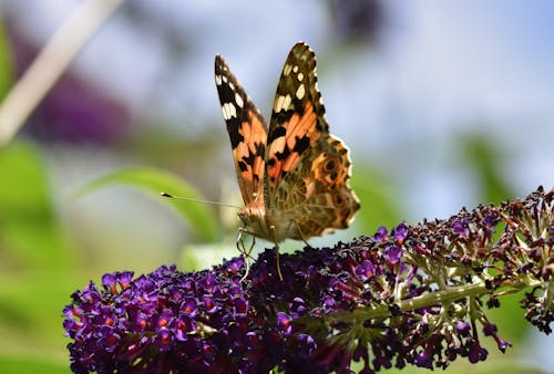 Close-Up Shot of a Painted Lady Butterfly Perched on Violet Flowers
