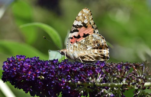 Free Painted Lady Butterfly Perched on Purple Flower Stock Photo