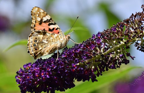 A Close-Up Shot of a Painted Lady Butterfly