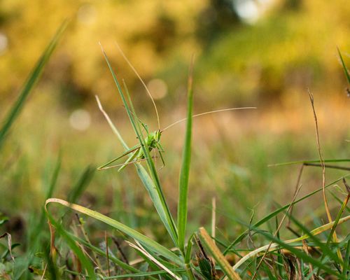 Free Close-up view of a grasshopper perched in green grass with a blurred bokeh background. Stock Photo