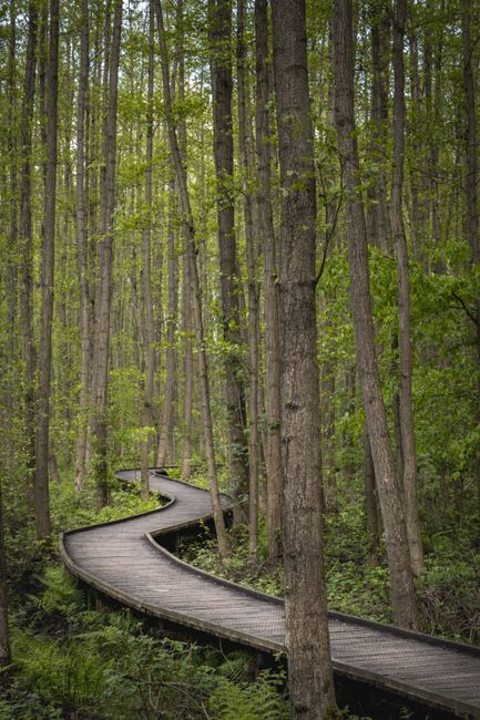 A peaceful wooden path winds through a lush green forest, creating a tranquil escape amidst tall trees.