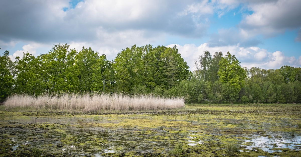Swamp Moss Rocks Mossy Rocks on Marsh Reeds Swamp Photo · Free Stock Photo
