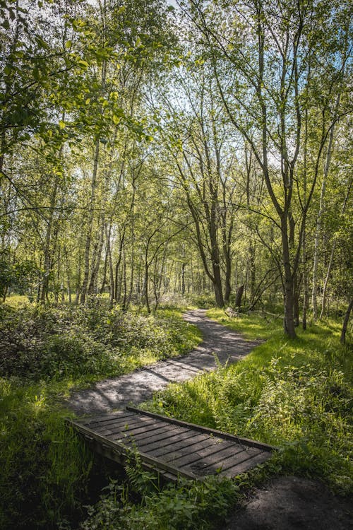 A Green Trees Between Wooden Bridge Near the Green Grass Field