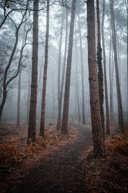 Tall Trees and a Pathway in a Forest