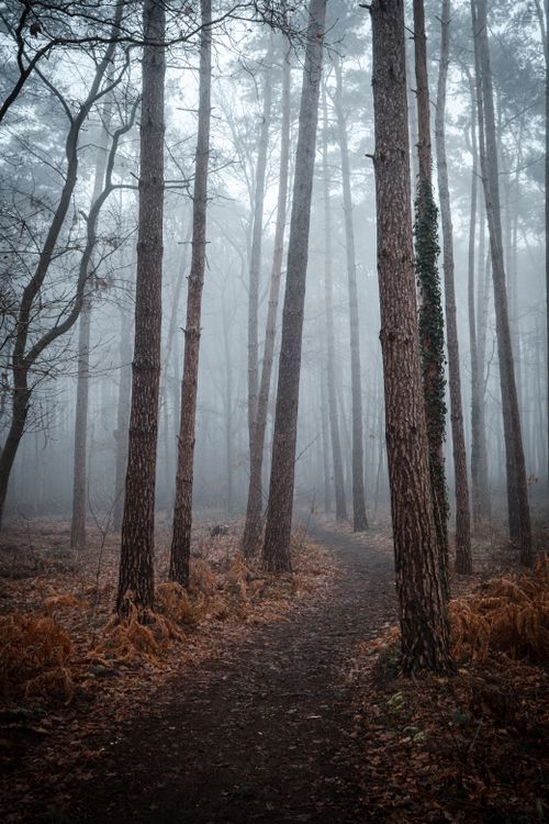 Free A foggy morning in a dense forest with a winding unpaved pathway and towering trees. Stock Photo