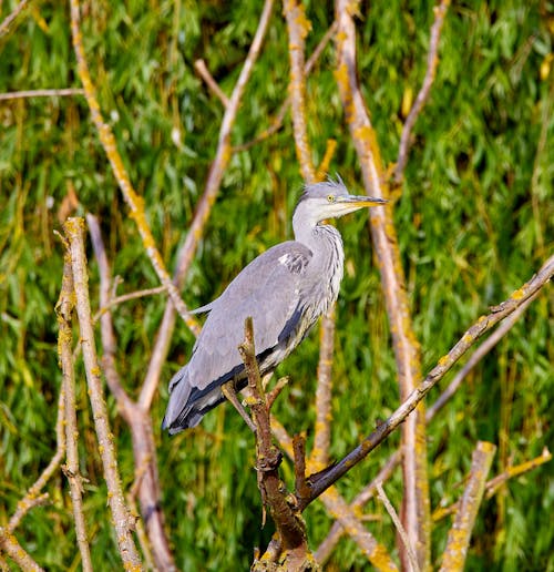 A Grey Heron Perched on a Tree Branch