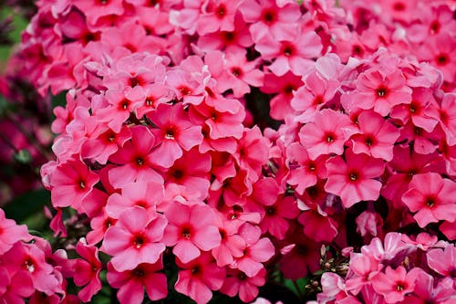 Free A Close-up Shot of Pink Flowers in Full Bloom Stock Photo