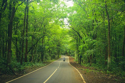 Person Riding Motorcycle Between Green Trees 