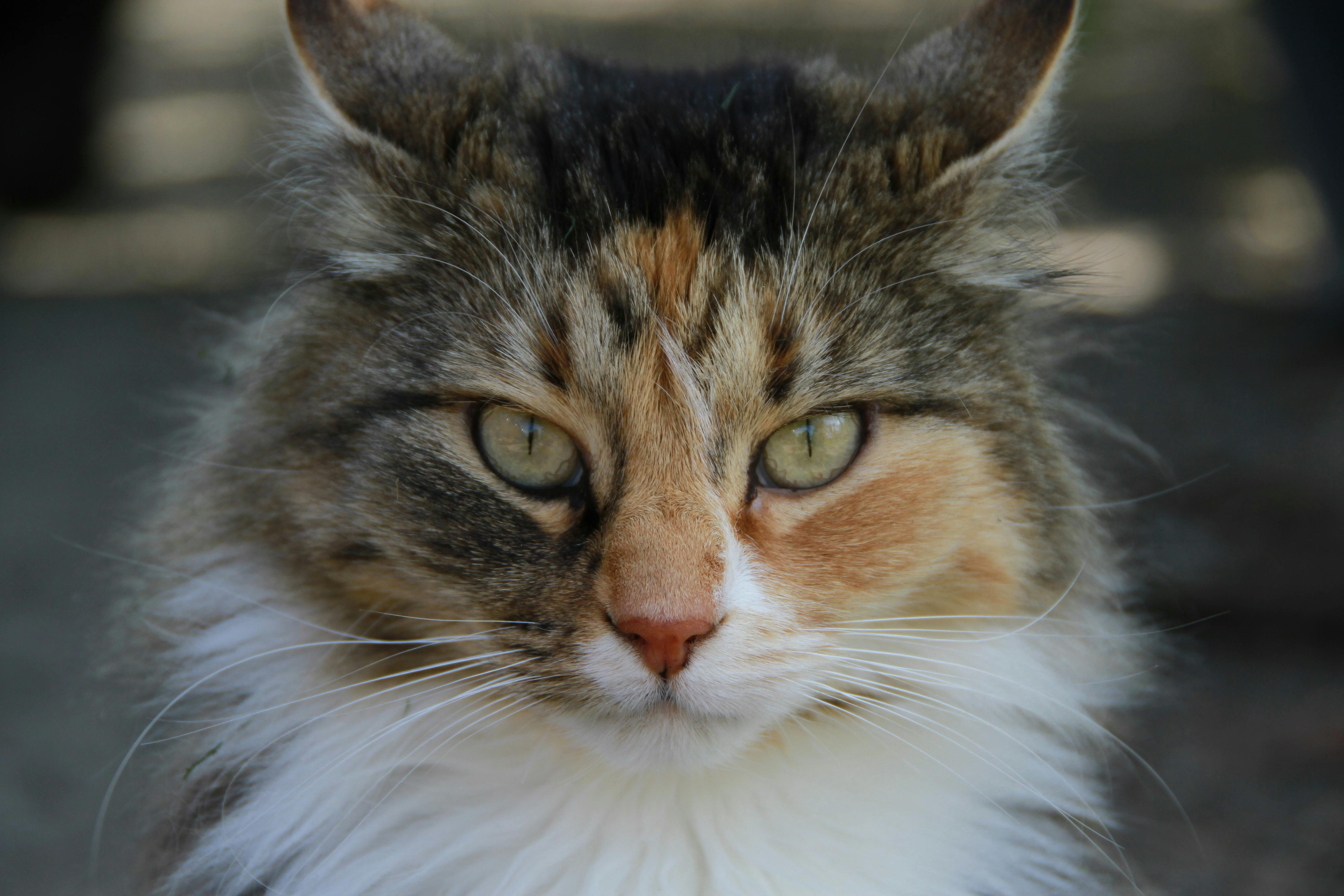 Free stock photo of animal photography, animal portrait, cat
