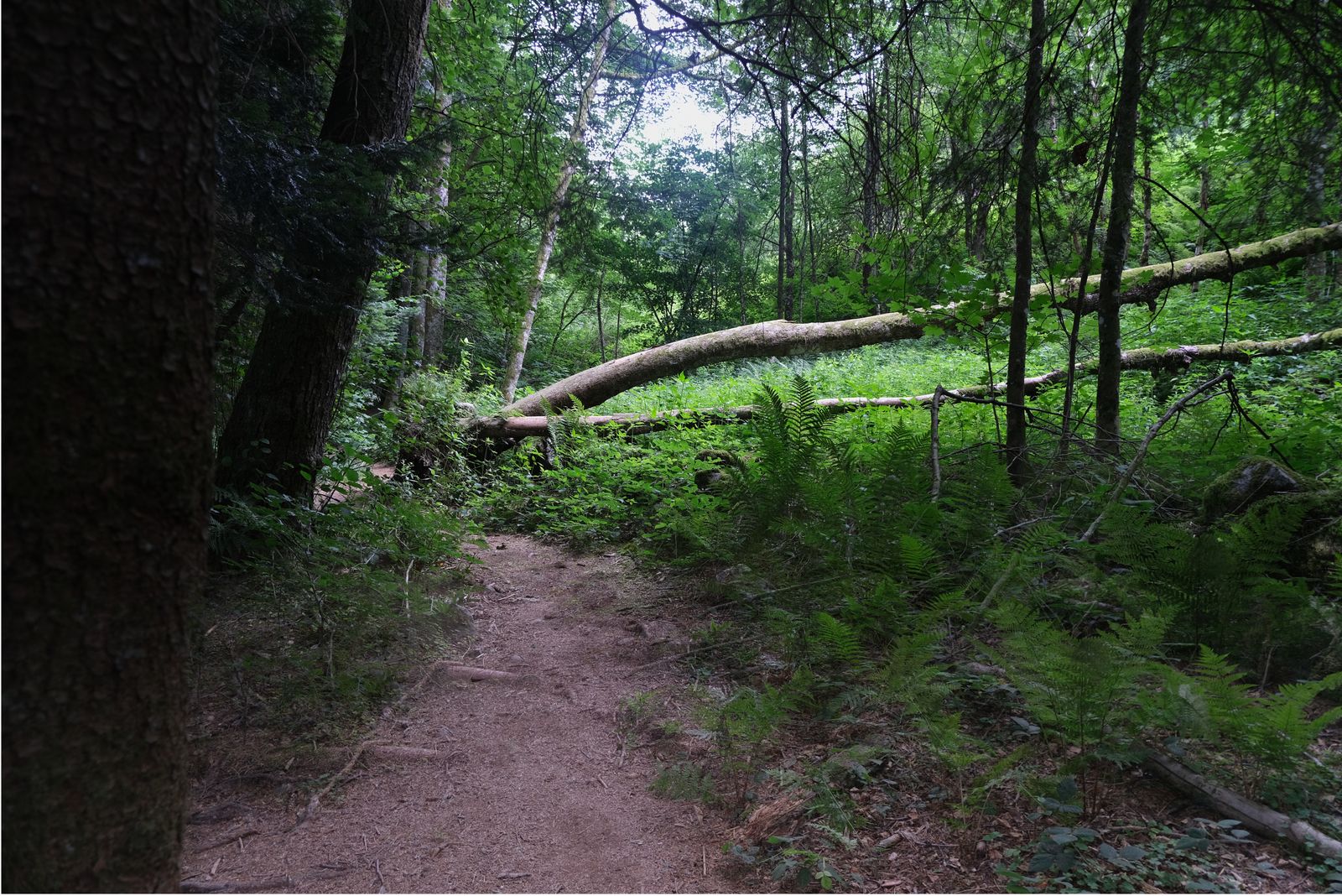 Chemin de bois