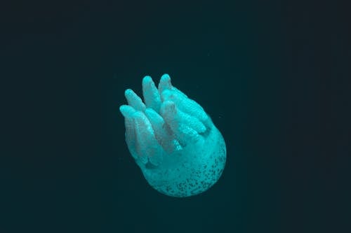 Фотография медузы крупным планом