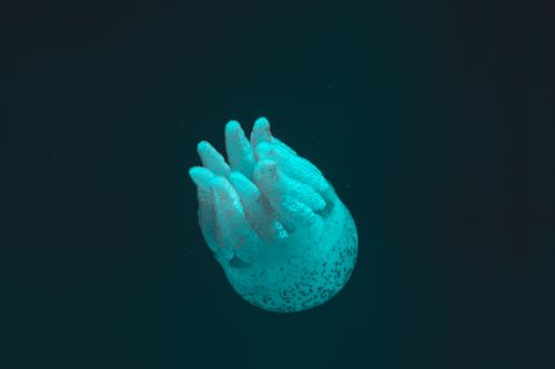 Free Mesmerizing close-up of a Rhopilema jellyfish floating gracefully underwater. Stock Photo