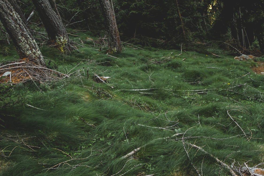 Foto d'estoc gratuïta de a l'aire lliure, arbres, boscos