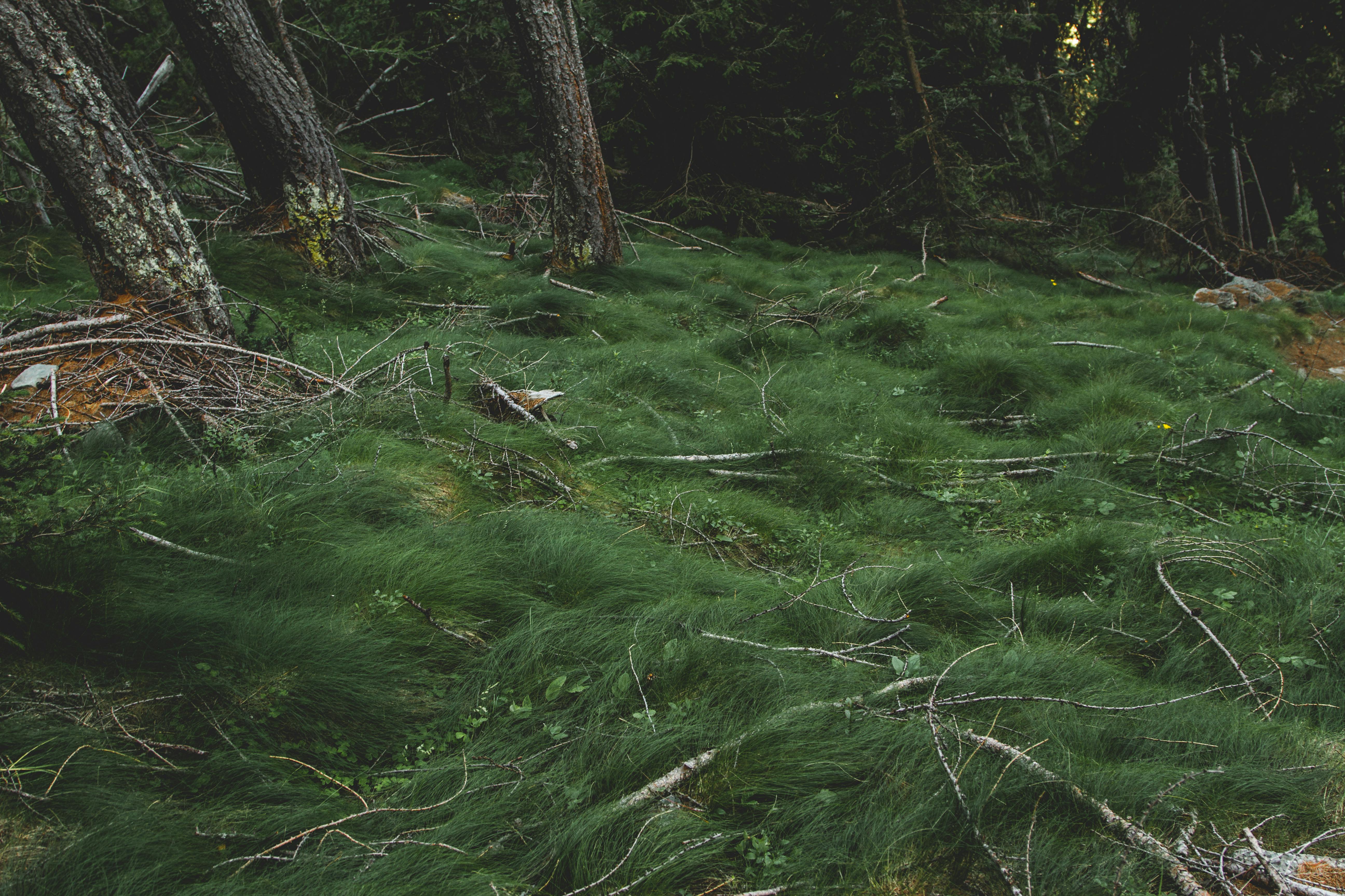 Grass Fields in the Forest · Free Stock Photo