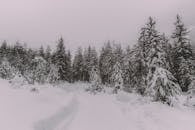 冬季的森林一片宁静，树木覆雪，景色宜人
