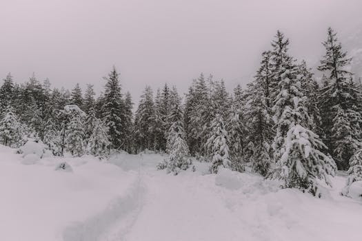 冬季的森林一片宁静，树木覆雪，景色宜人