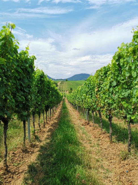 A vibrant vineyard stretches under a sunny sky with lush grapevines in rows.