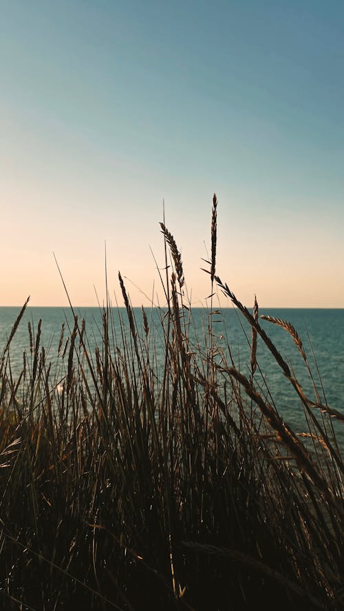 Grass Field Near Body of Water 