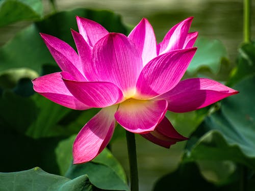 nelumbo nucifera, 植物群, 模糊的背景 的 免费素材图片