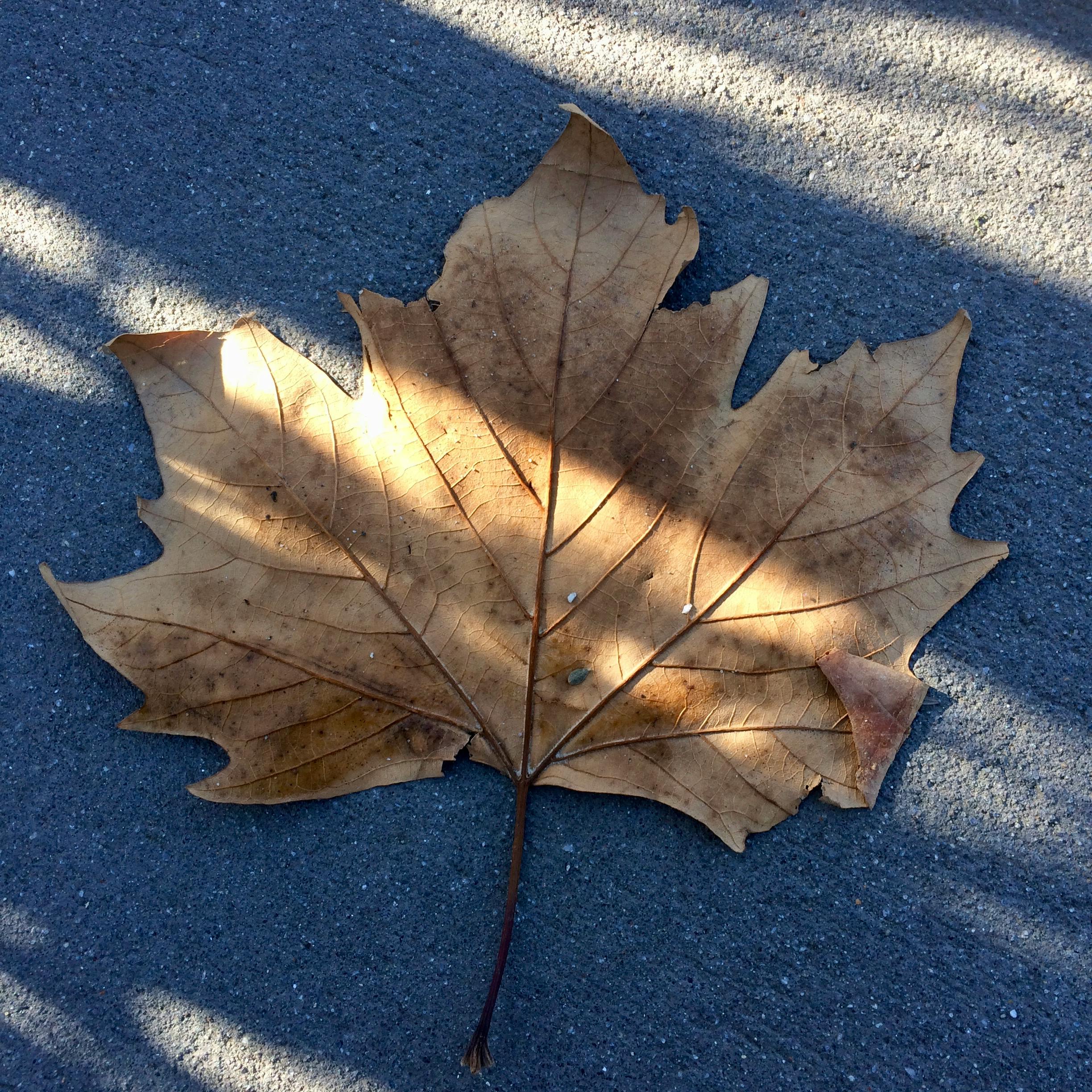 Free stock photo of autumn colours, autumn leaf, nature photography