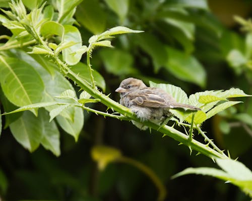 Close-Up Shot of a Sparrow Perched on Thorny Branch