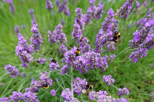 Free Portret van bijen en lavendel Stock Photo