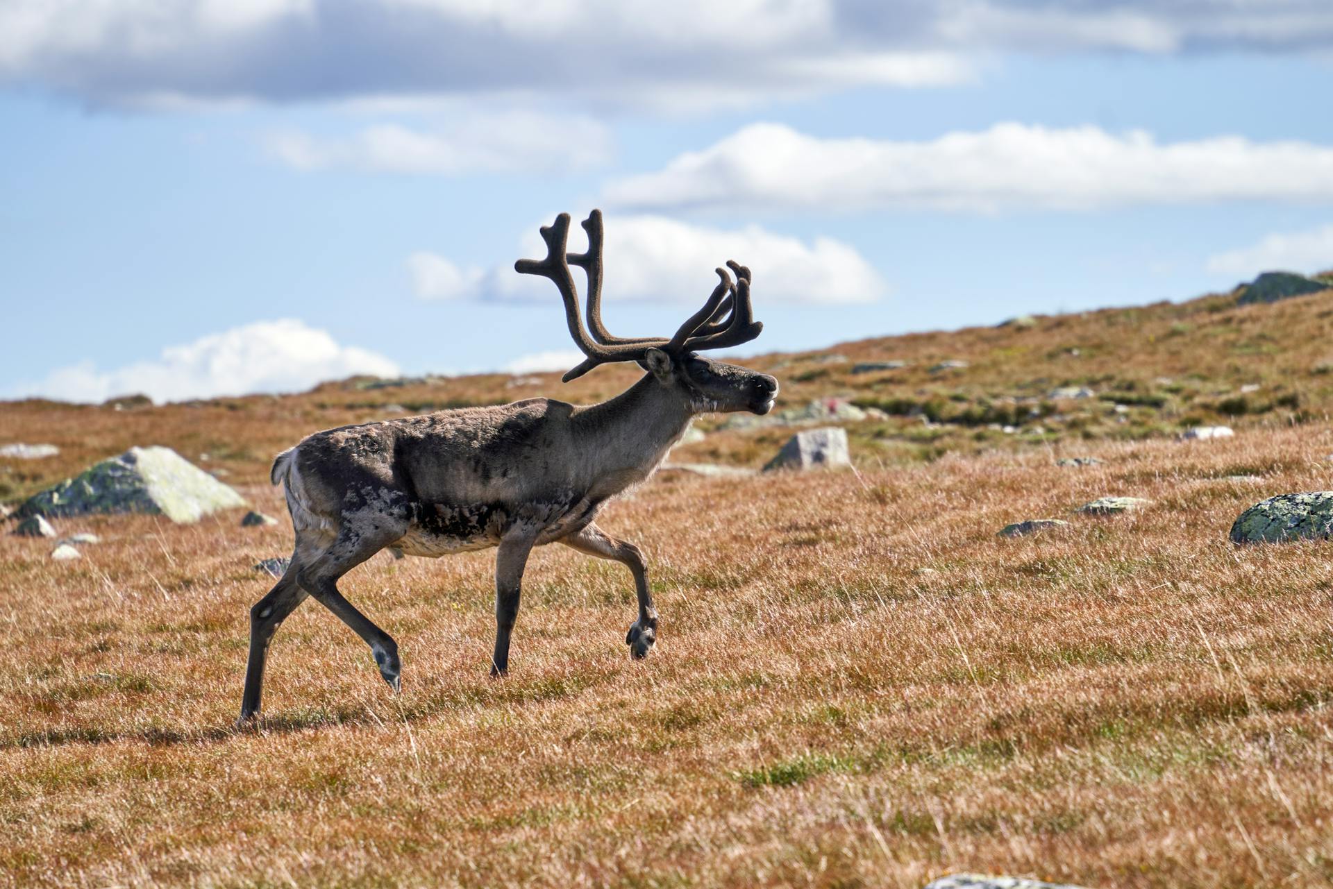 A solitary caribou gracefully running across a vast open field under a bright sky.