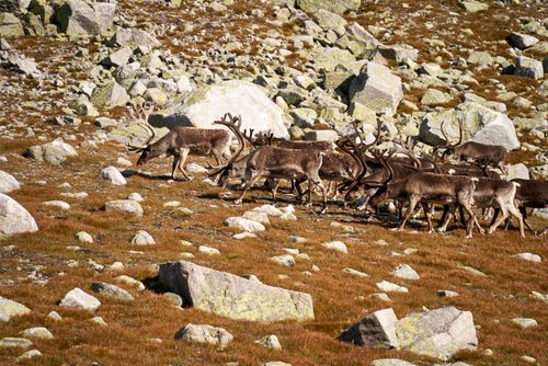 Free A herd of reindeer navigating across a rocky mountain landscape, showcasing their natural habitat. Stock Photo