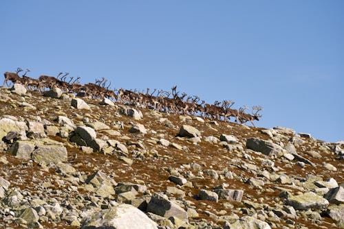 Free Reindeer flock on the top of Norefjell Stock Photo