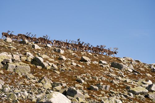 Free A herd of reindeer traverses a rocky hill in Viken, Norway under a clear blue sky. Stock Photo