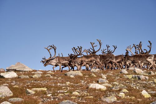 Free A group of reindeer crossing a rocky landscape with clear blue sky, capturing natural wildlife in motion. Stock Photo