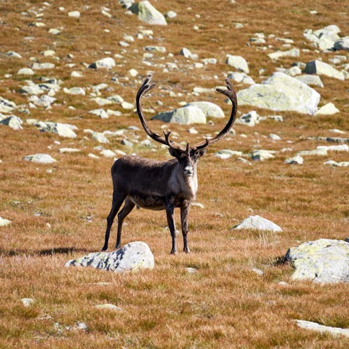 Free Reindeer bull on the top of Norefjell is defending the flock Stock Photo