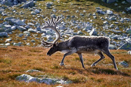 A Gray Moose on Brown Grass